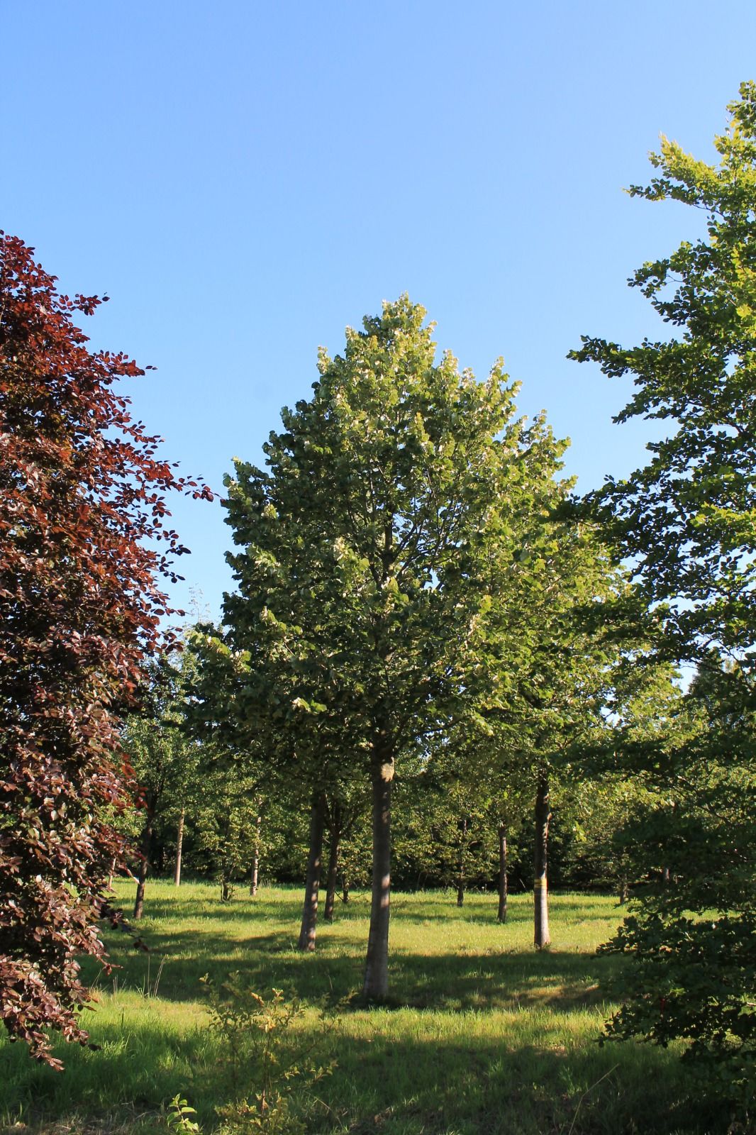 Zilverlinde 'Brabant' | Hoogstam