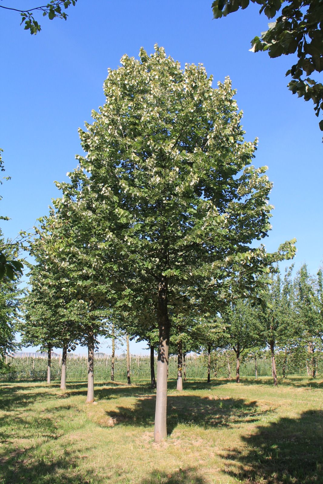 Zilverlinde 'Brabant' | Hoogstam