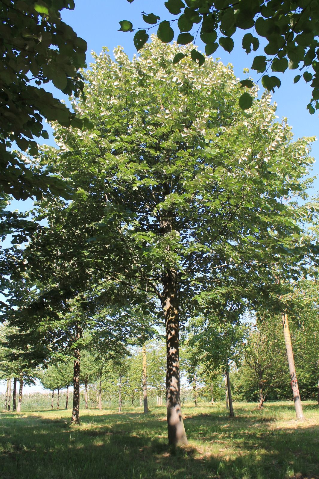 Zilverlinde 'Brabant' | Hoogstam