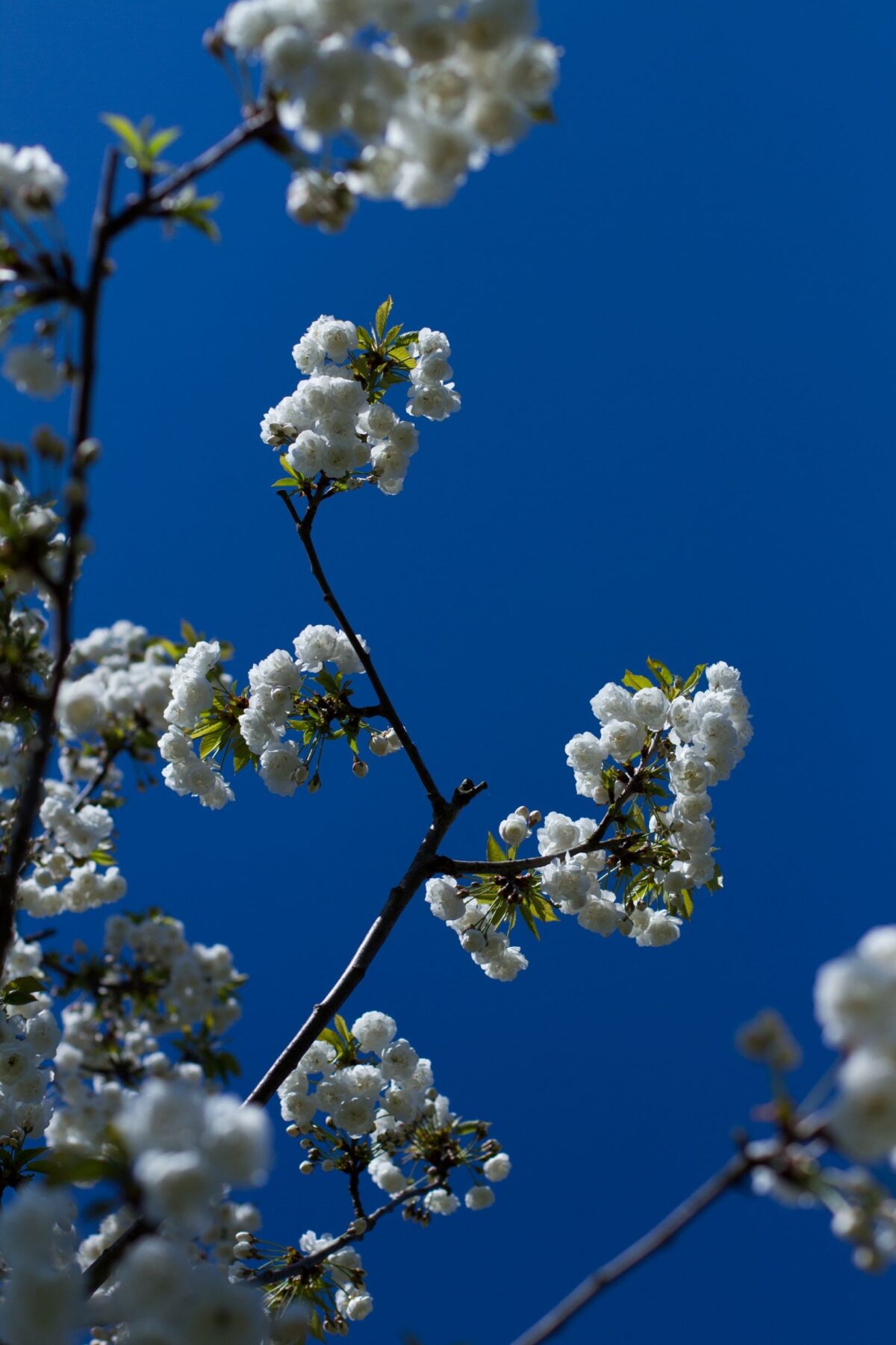 Sierkers 'Plena' | Hoogstam