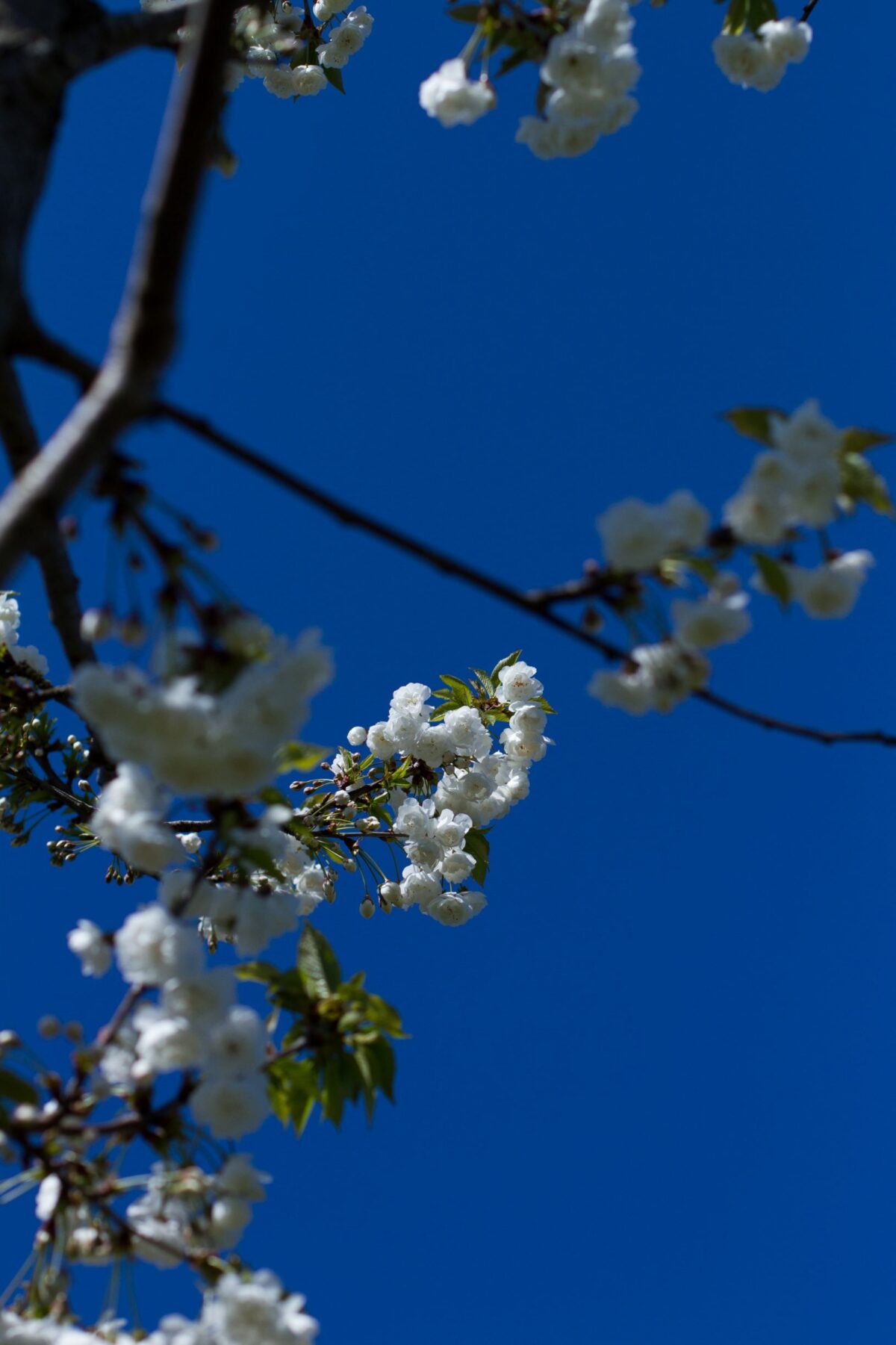 Sierkers 'Plena' | Hoogstam