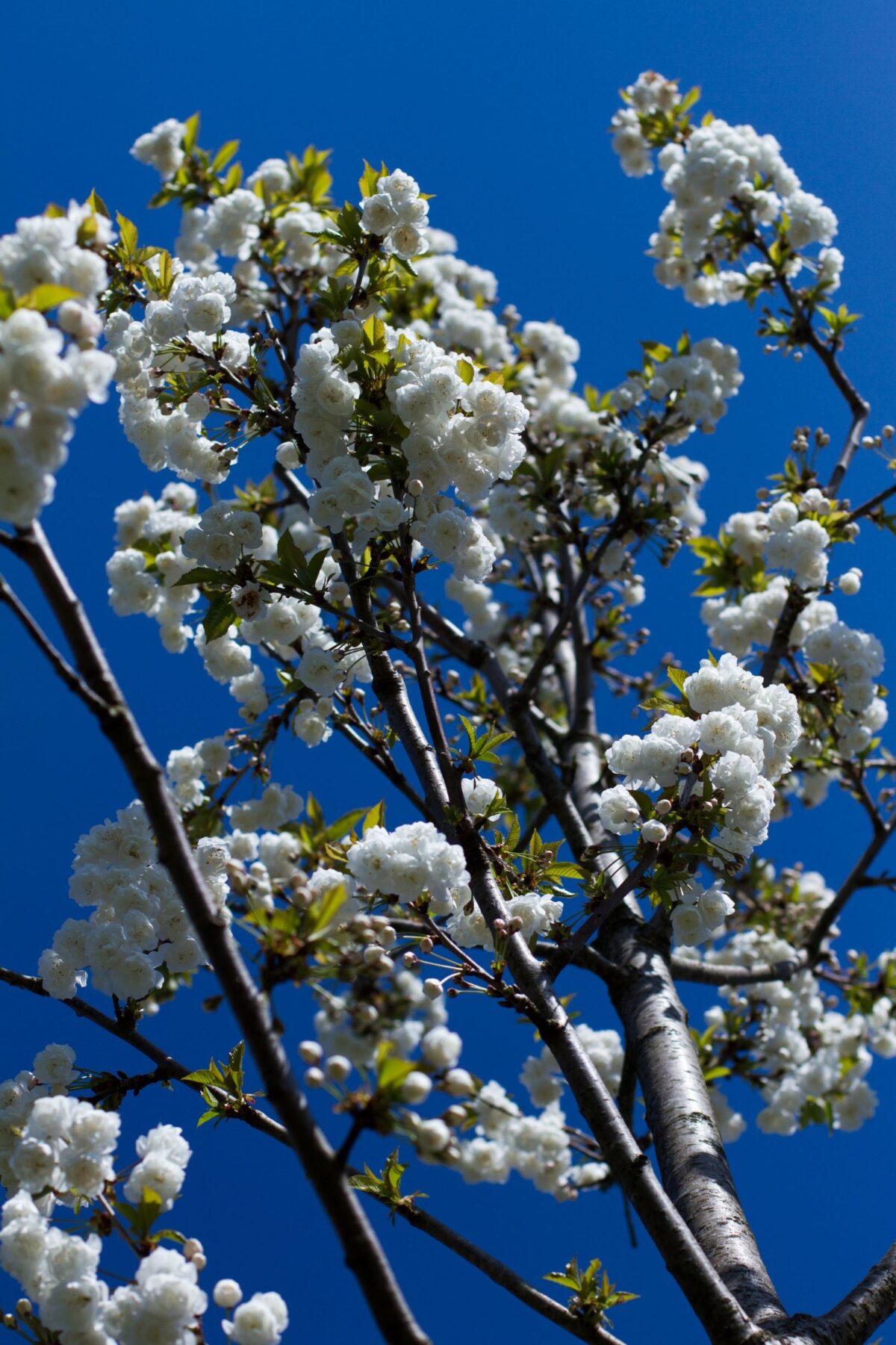 Sierkers 'Plena' | Hoogstam