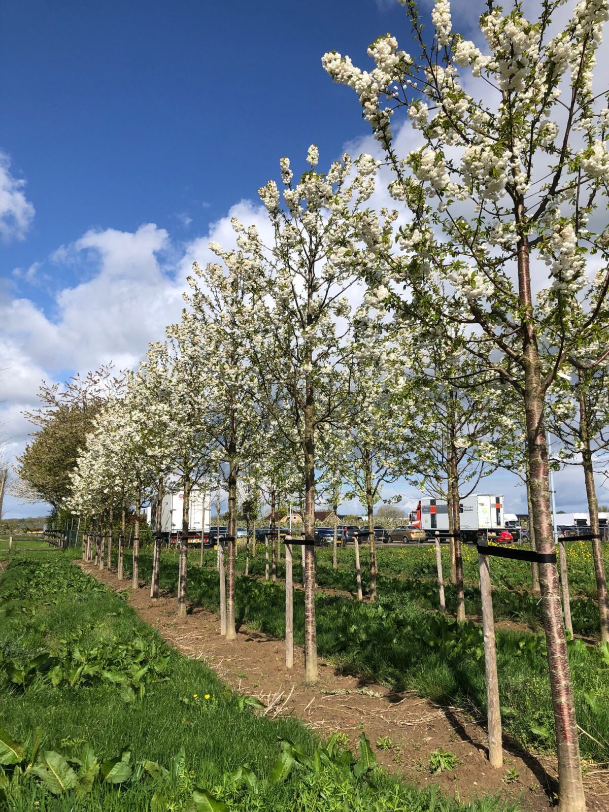 Sierkers 'Plena' | Hoogstam