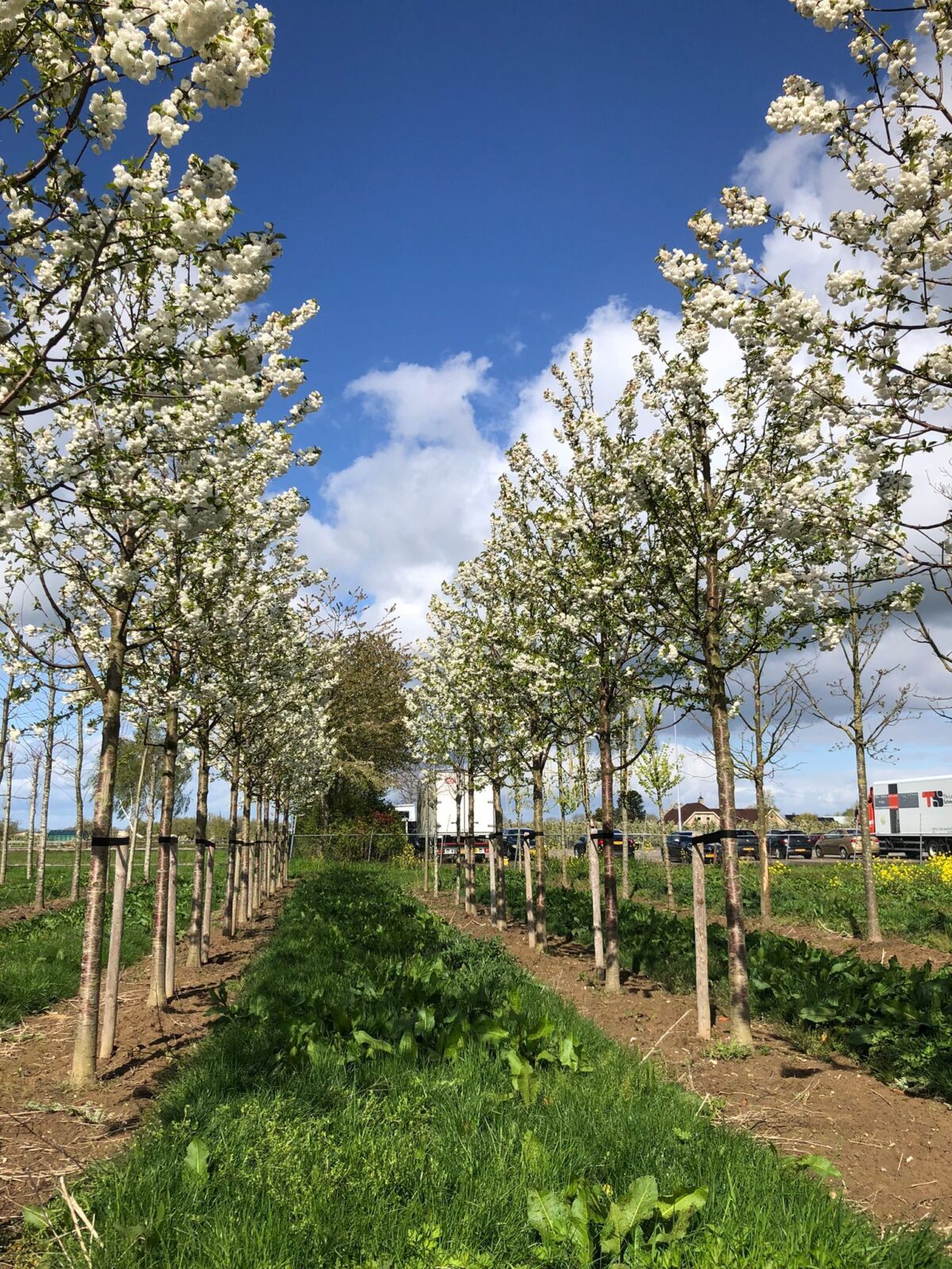 Sierkers 'Plena' | Hoogstam