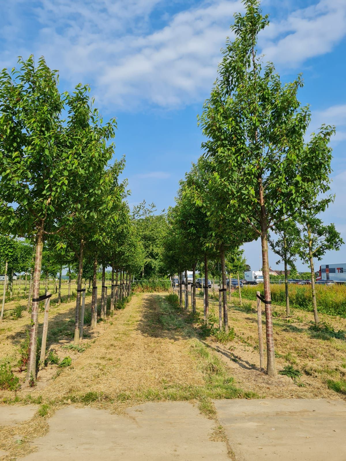 Sierkers 'Plena' | Hoogstam