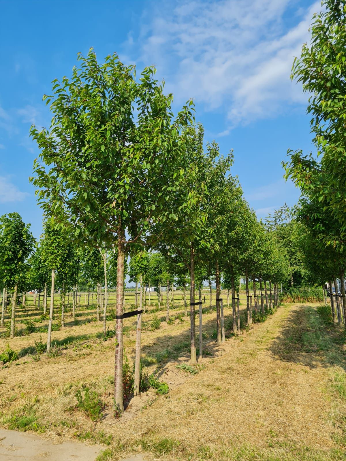 Sierkers 'Plena' | Hoogstam