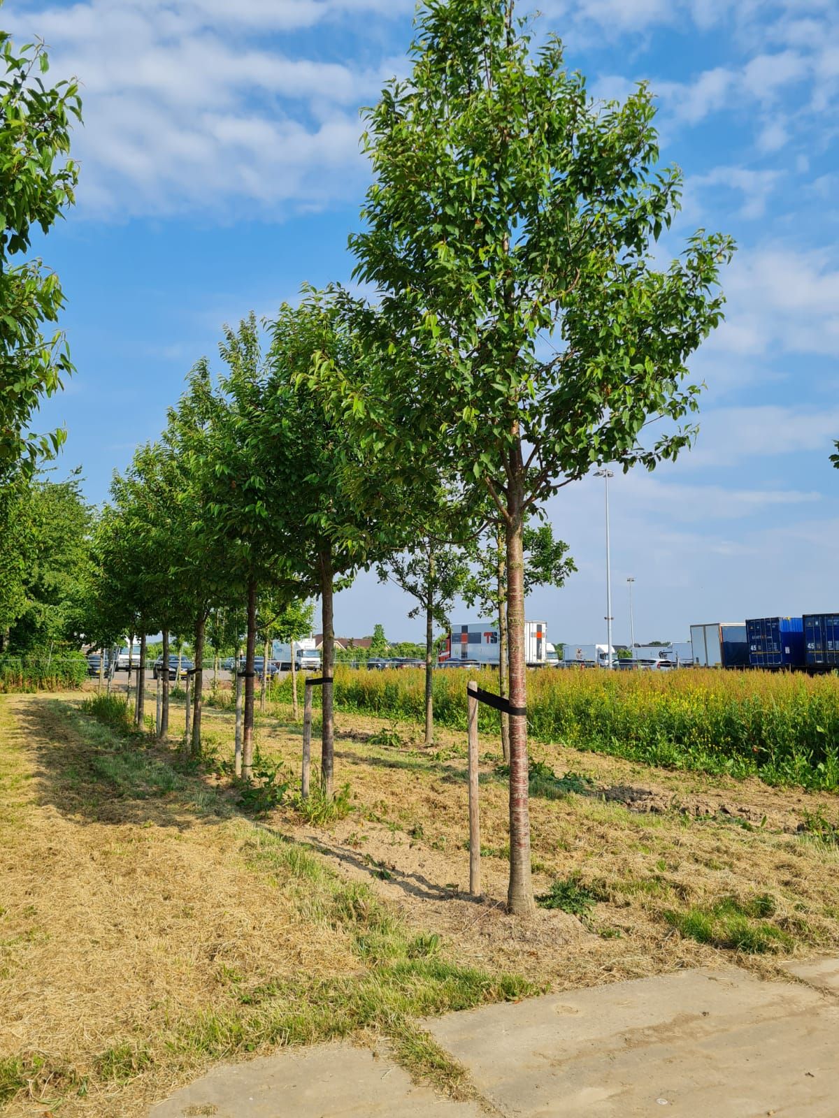 Sierkers 'Plena' | Hoogstam