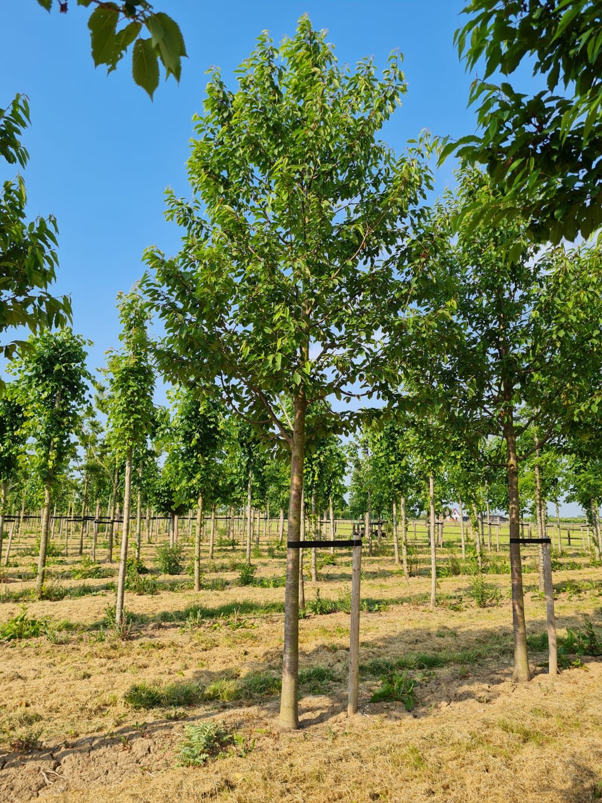 Sierkers 'Plena' | Hoogstam