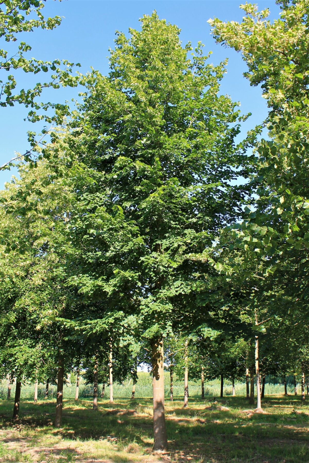 Zomerlinde | Hoogstam