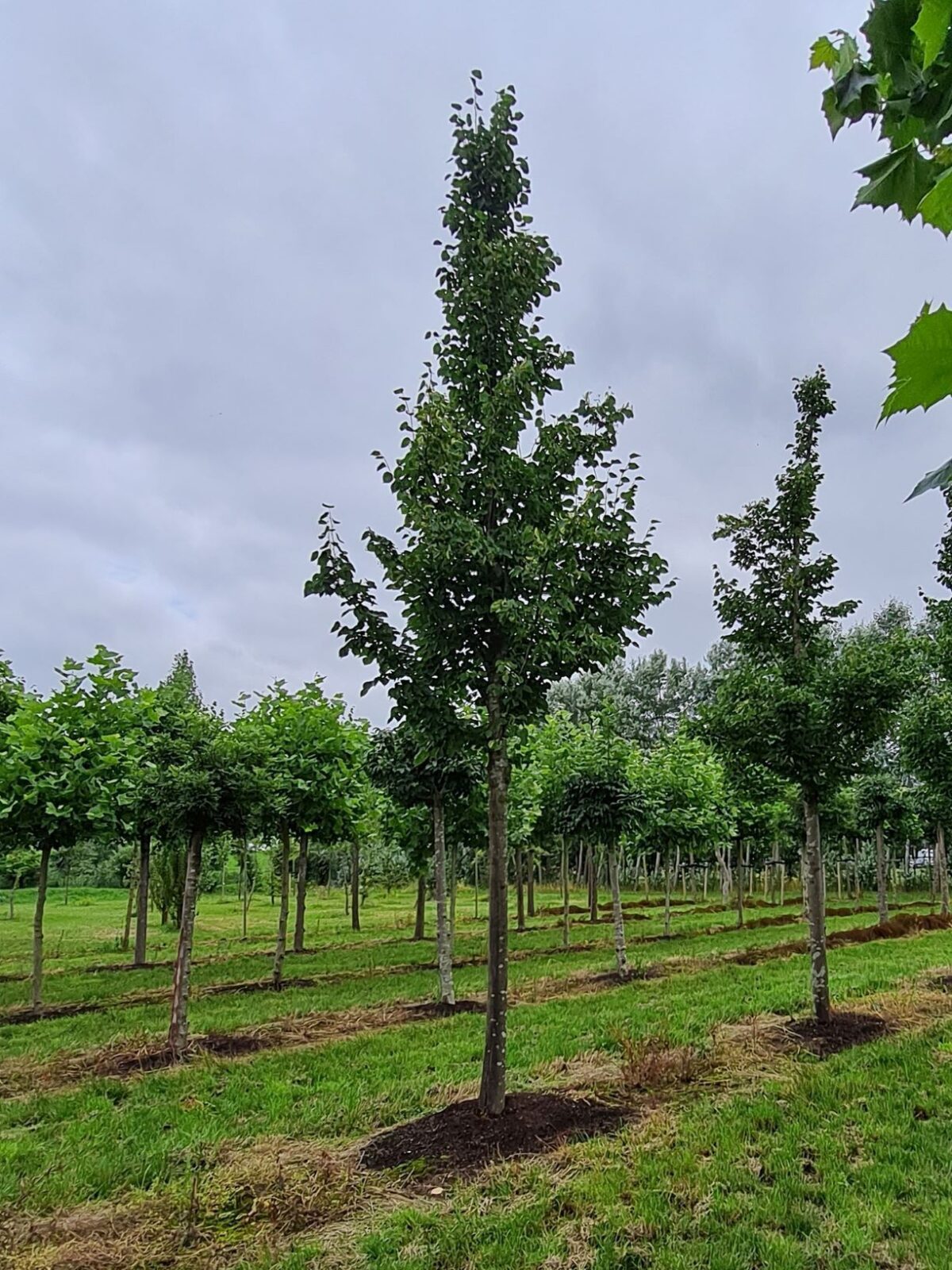 Zomerlinde | Hoogstam