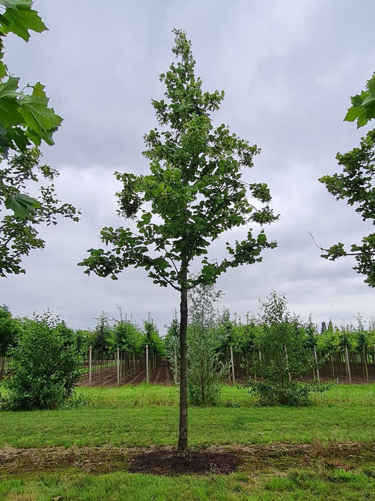 Zomerlinde | Hoogstam