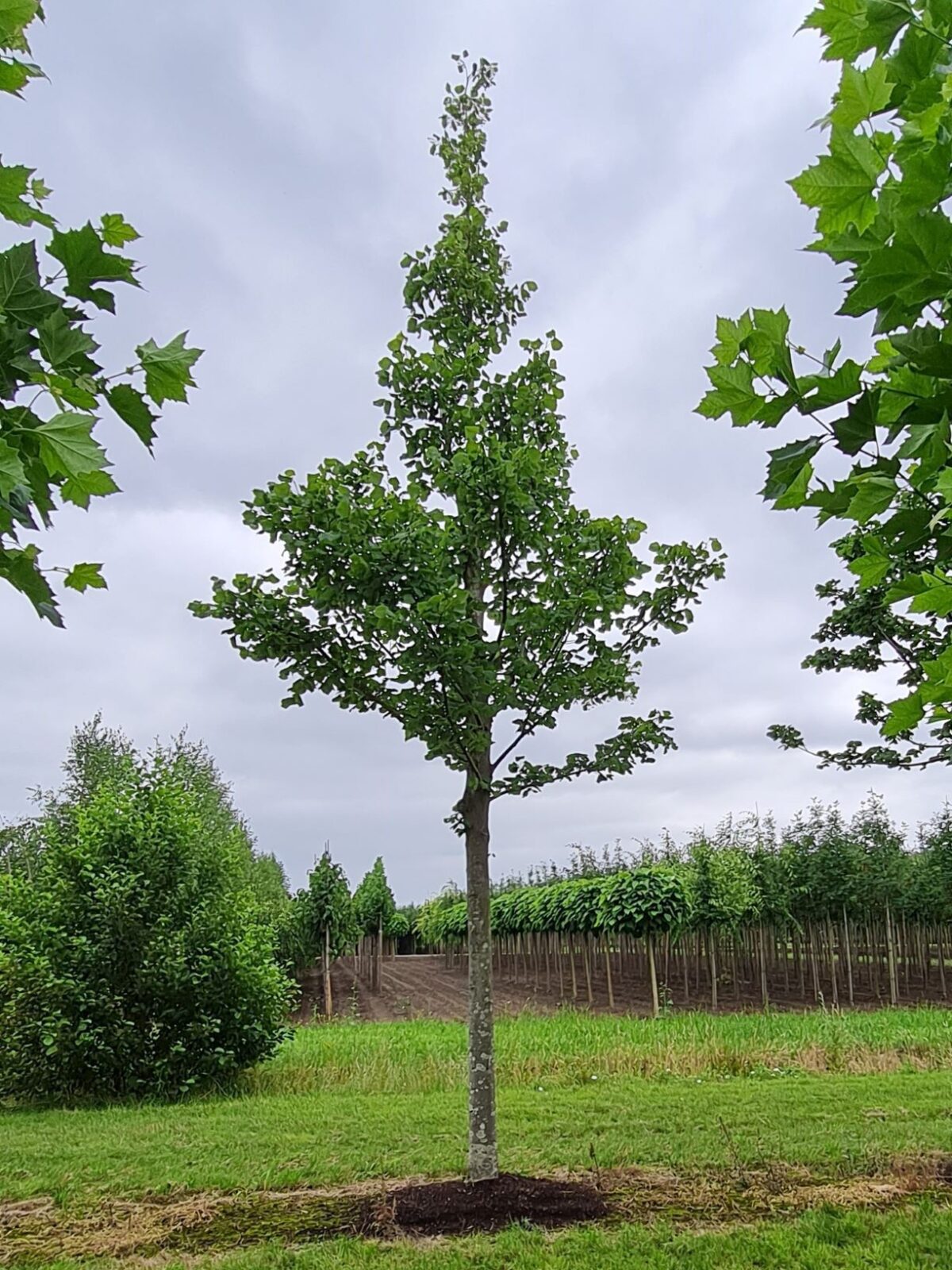 Zomerlinde | Hoogstam