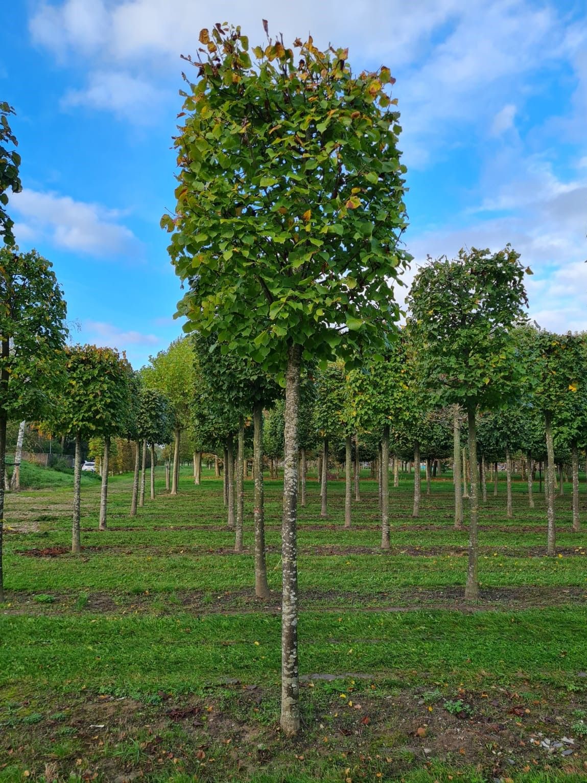 Zomerlinde | Blokvorm