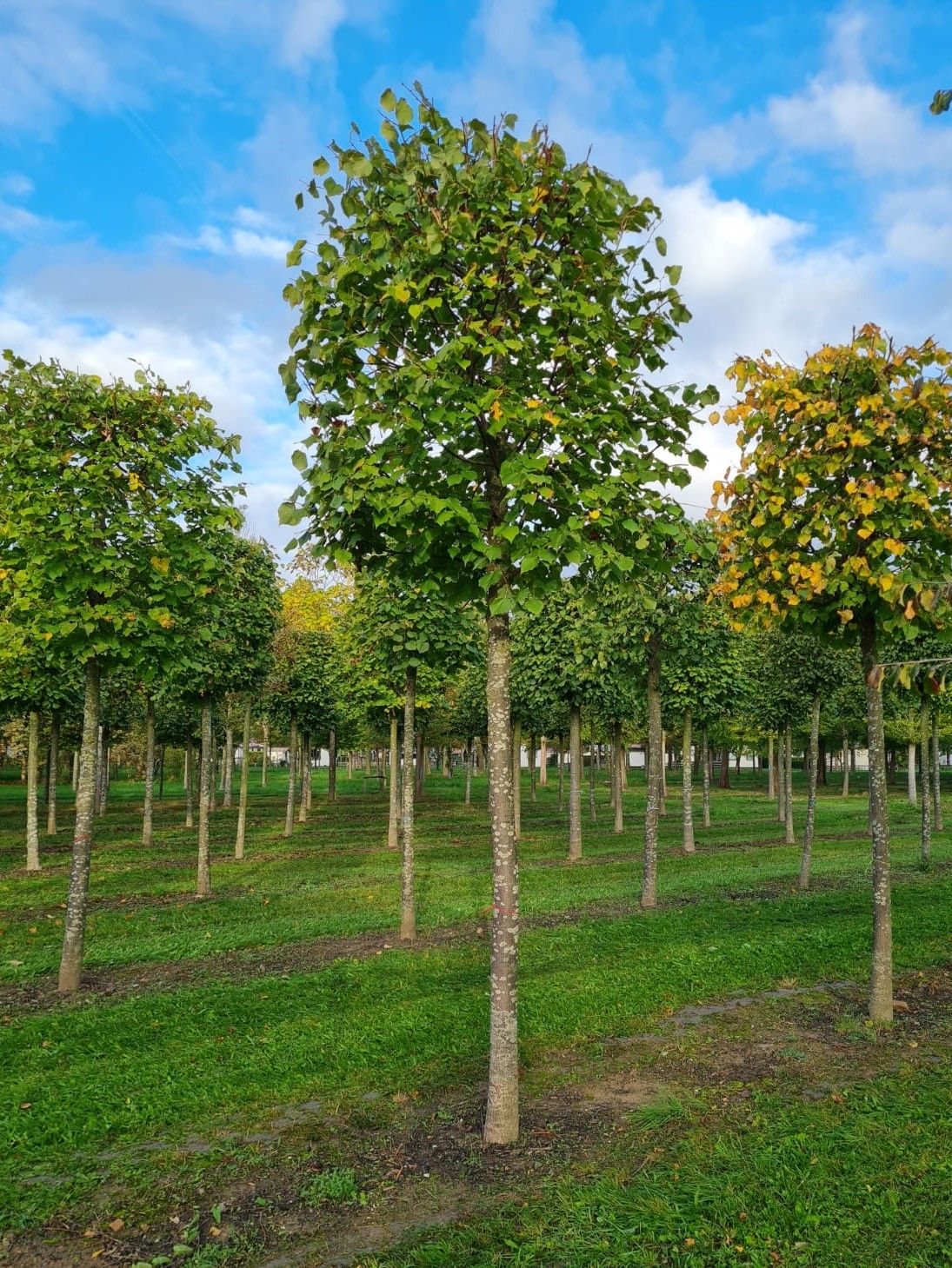 Zomerlinde | Blokvorm