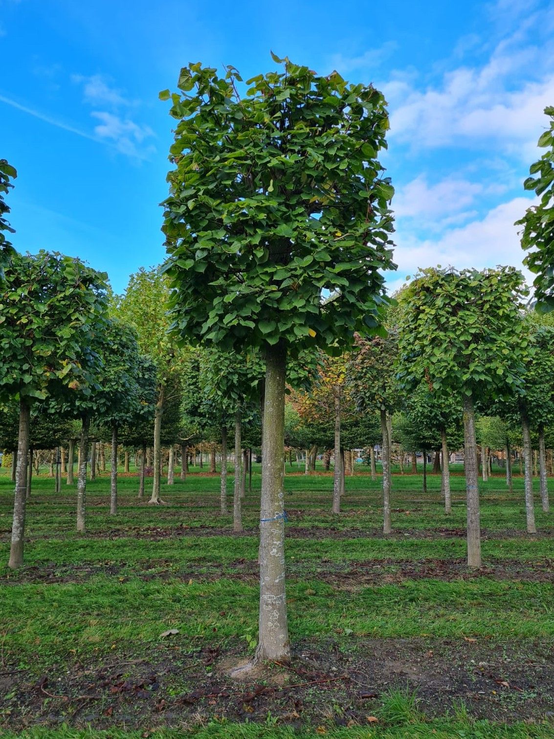 Zomerlinde | Blokvorm