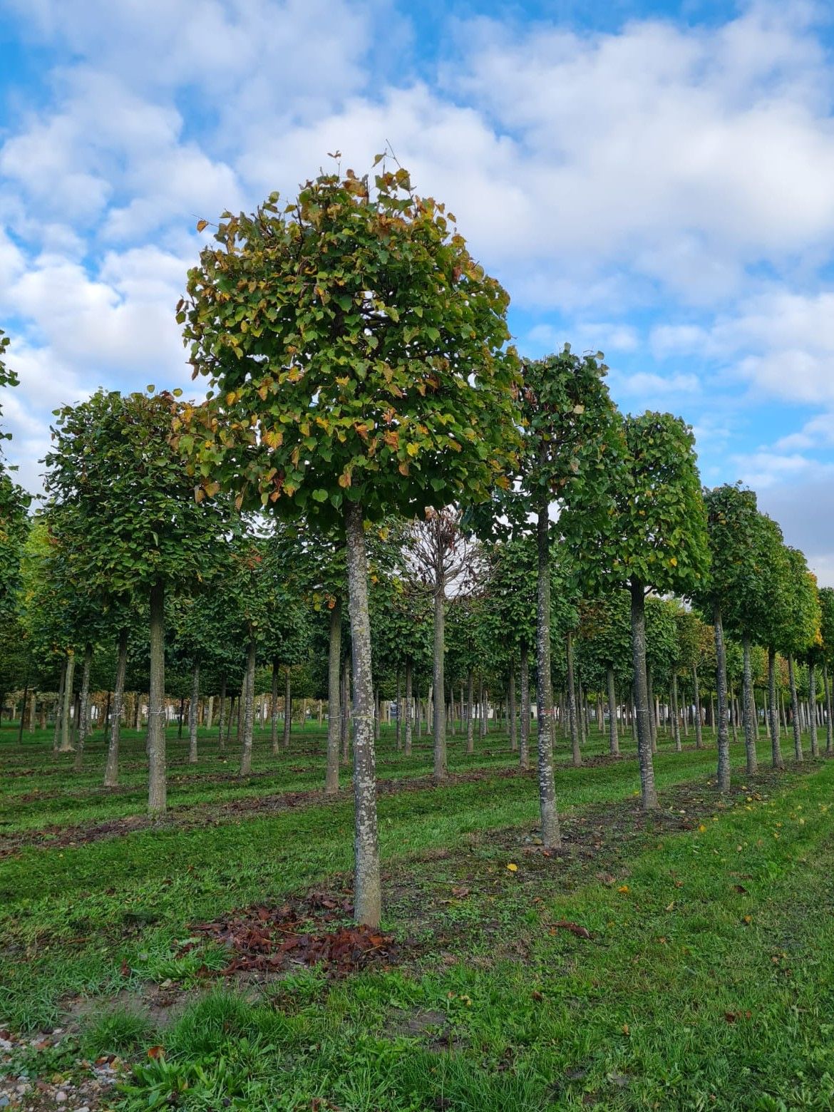 Zomerlinde | Blokvorm