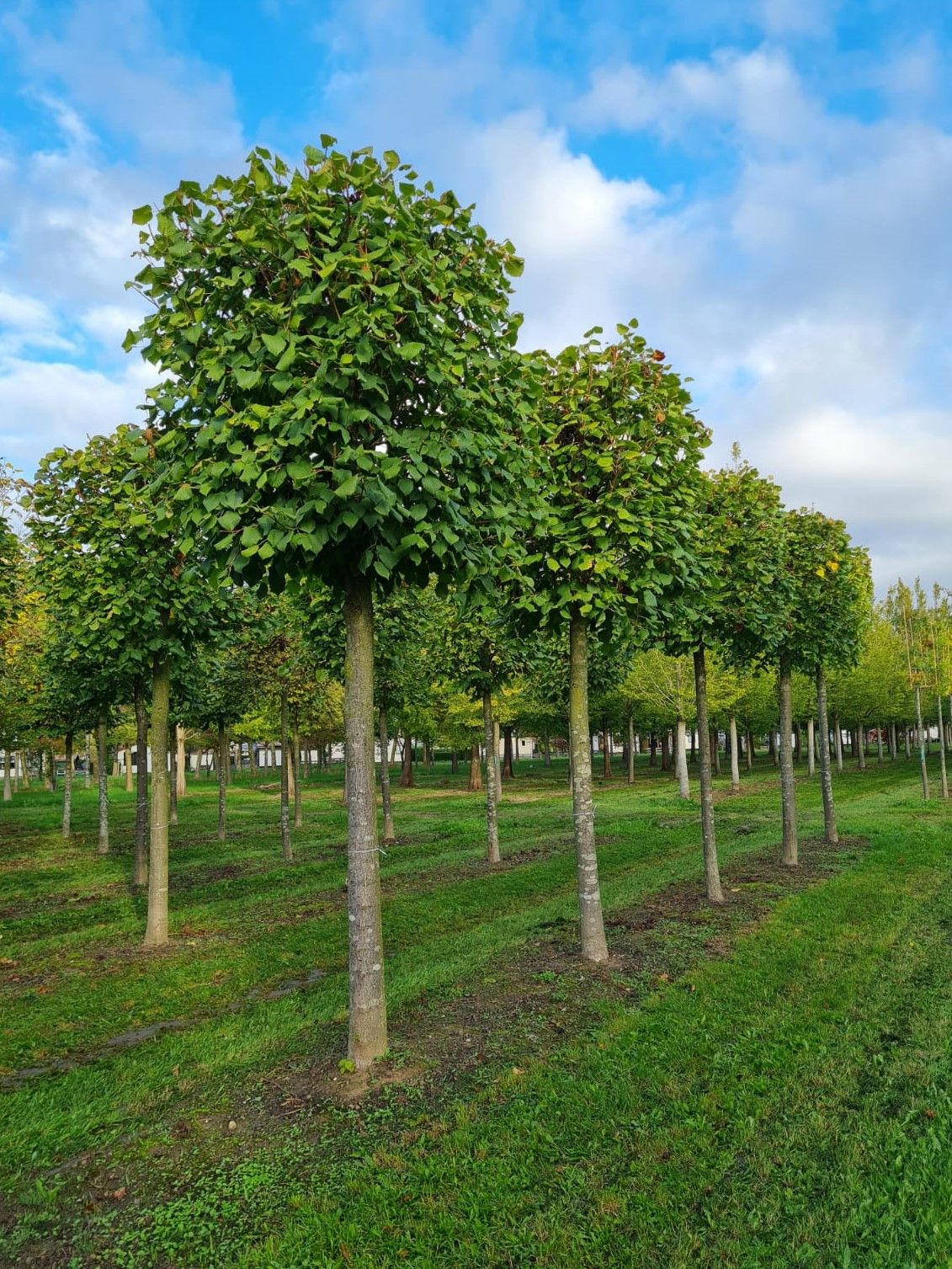 Zomerlinde | Blokvorm