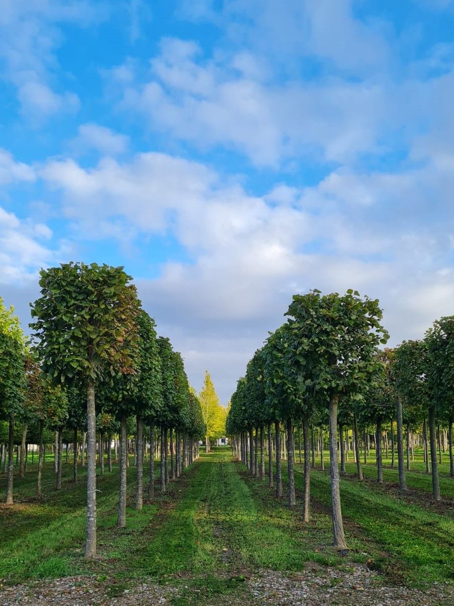 Zomerlinde | Blokvorm