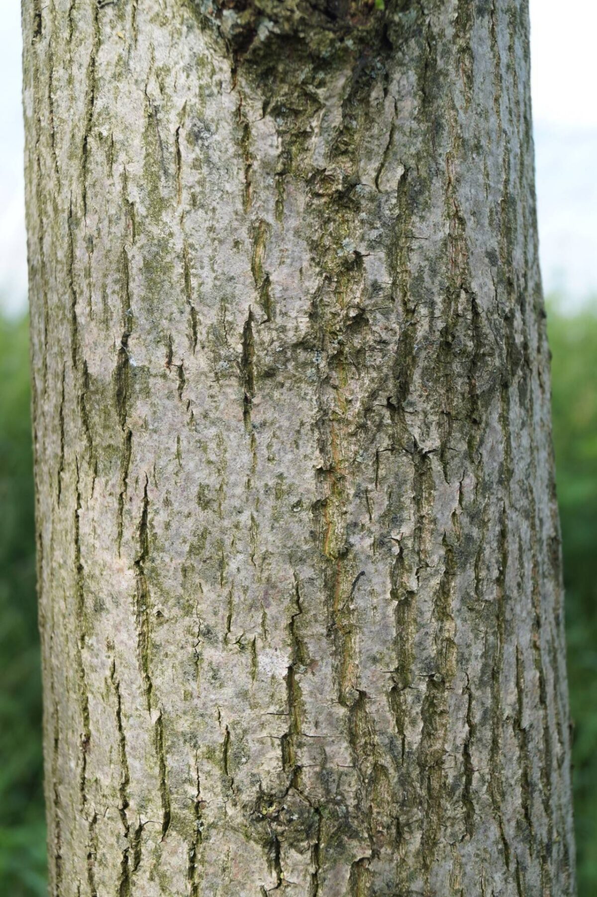 Zomerlinde | Hoogstam