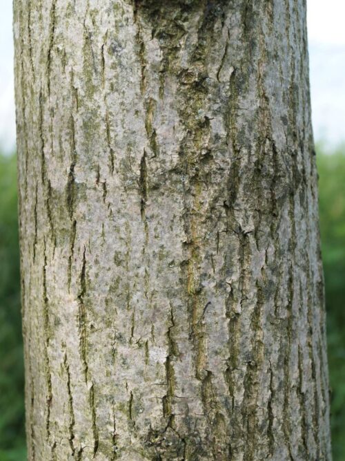 Zomerlinde | Hoogstam