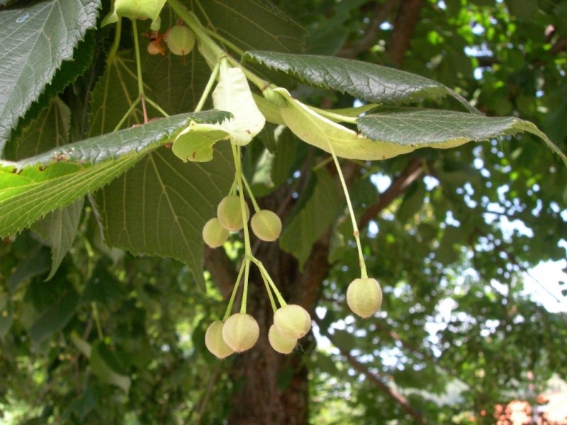 Zomerlinde | Hoogstam