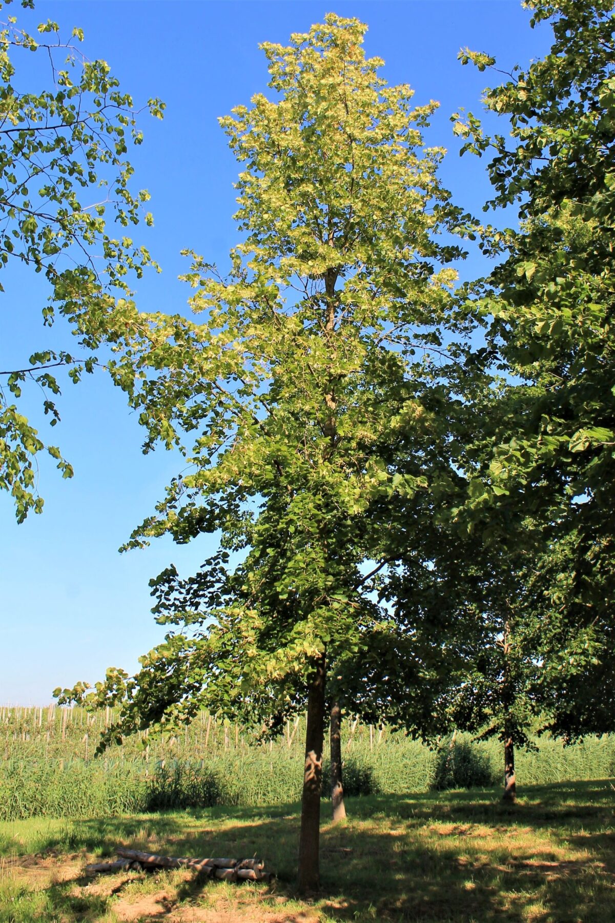 Zomerlinde | Hoogstam