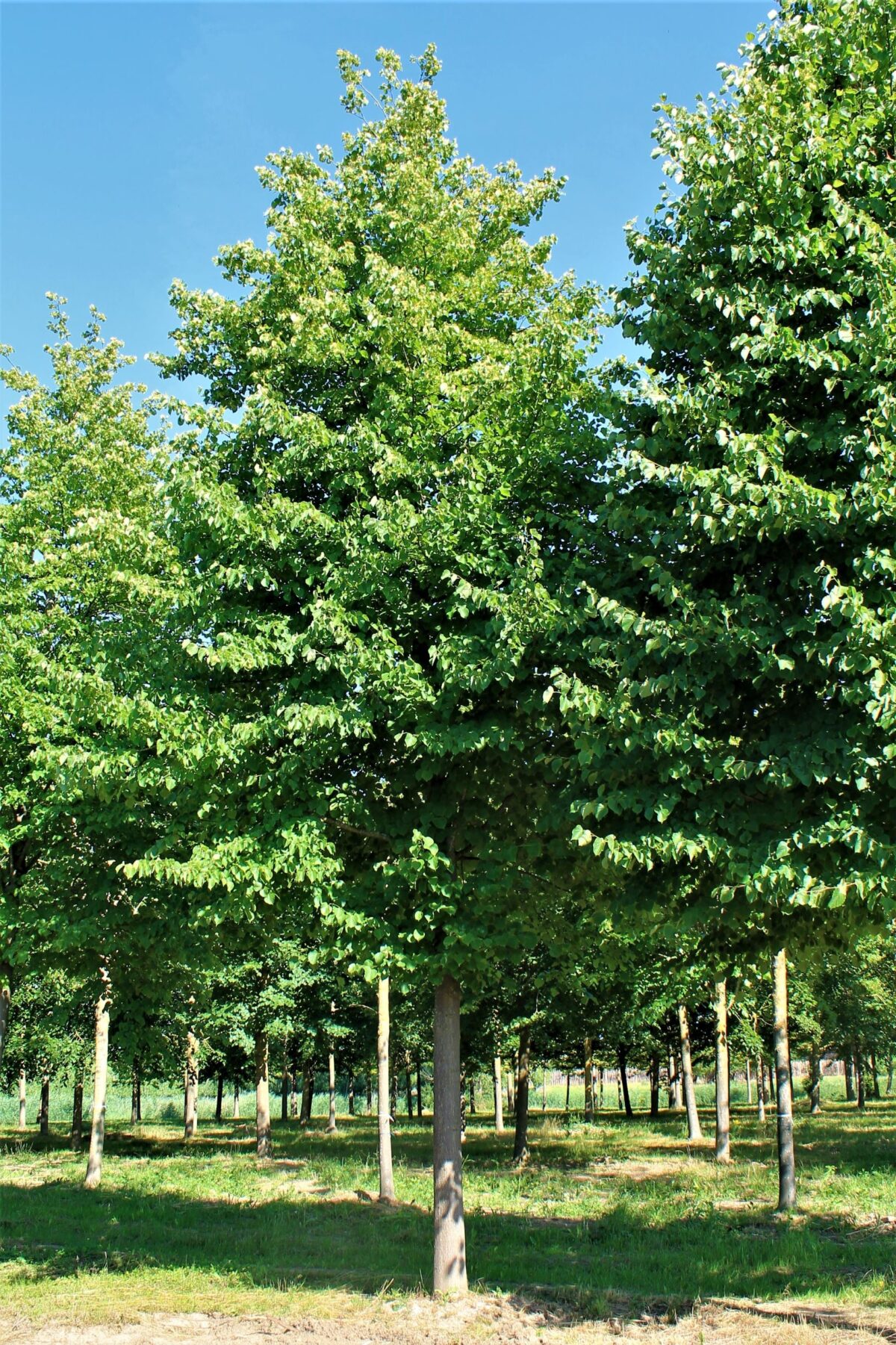 Zomerlinde | Hoogstam