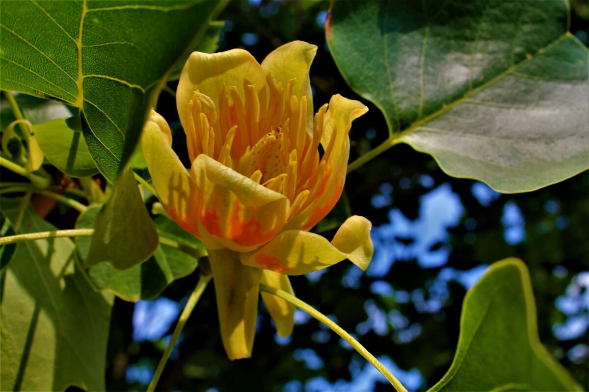 Zuilvormige tulpenboom | Hoogstam