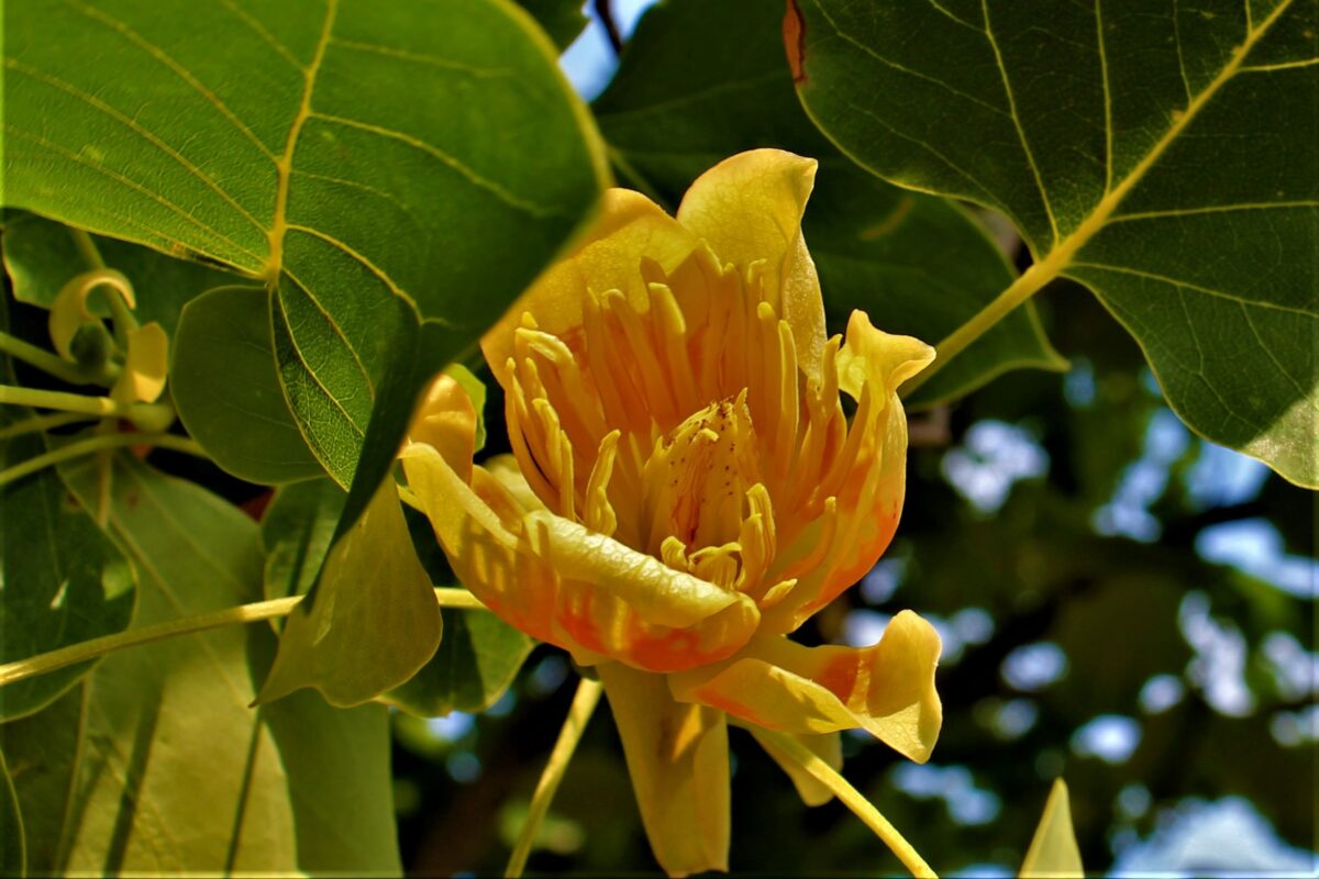 Zuilvormige tulpenboom | Hoogstam
