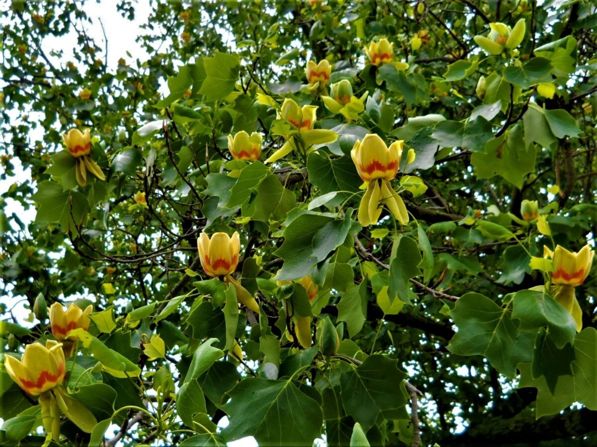 Zuilvormige tulpenboom | Hoogstam