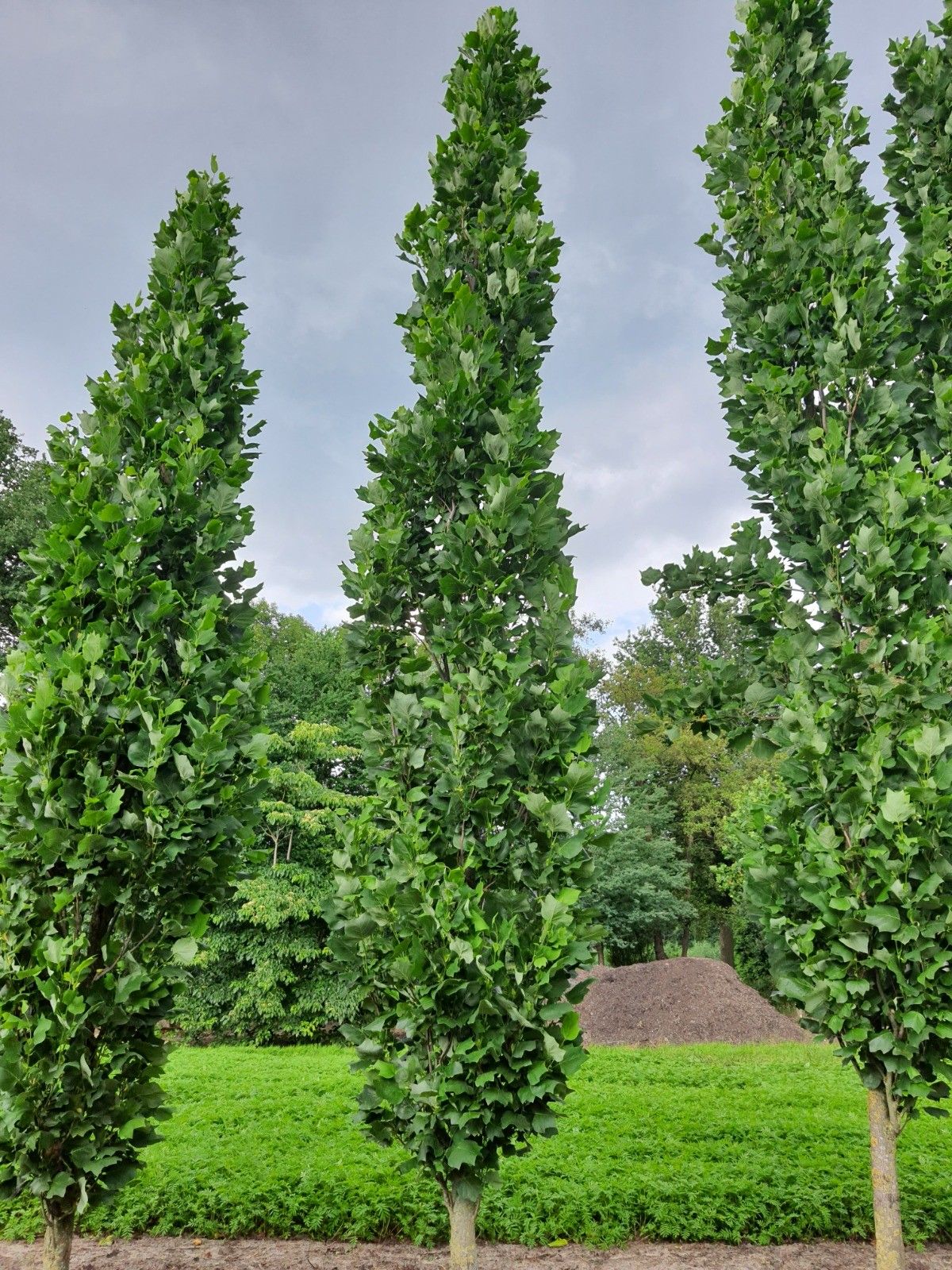 Zuilvormige tulpenboom | Hoogstam