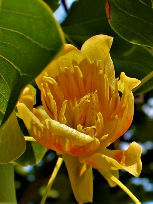 Zuilvormige tulpenboom | Hoogstam