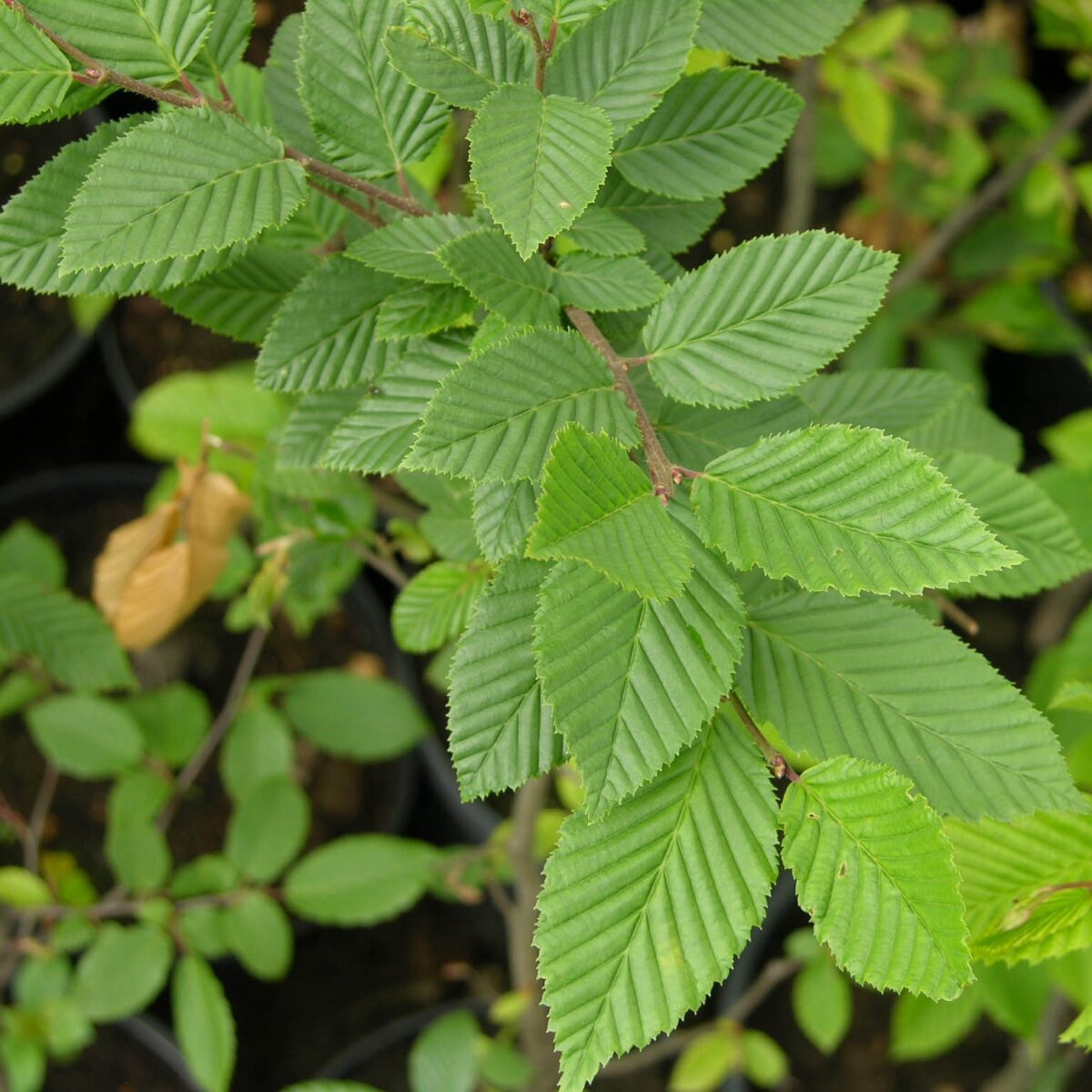 Zuilhaagbeuk | Hoogstam