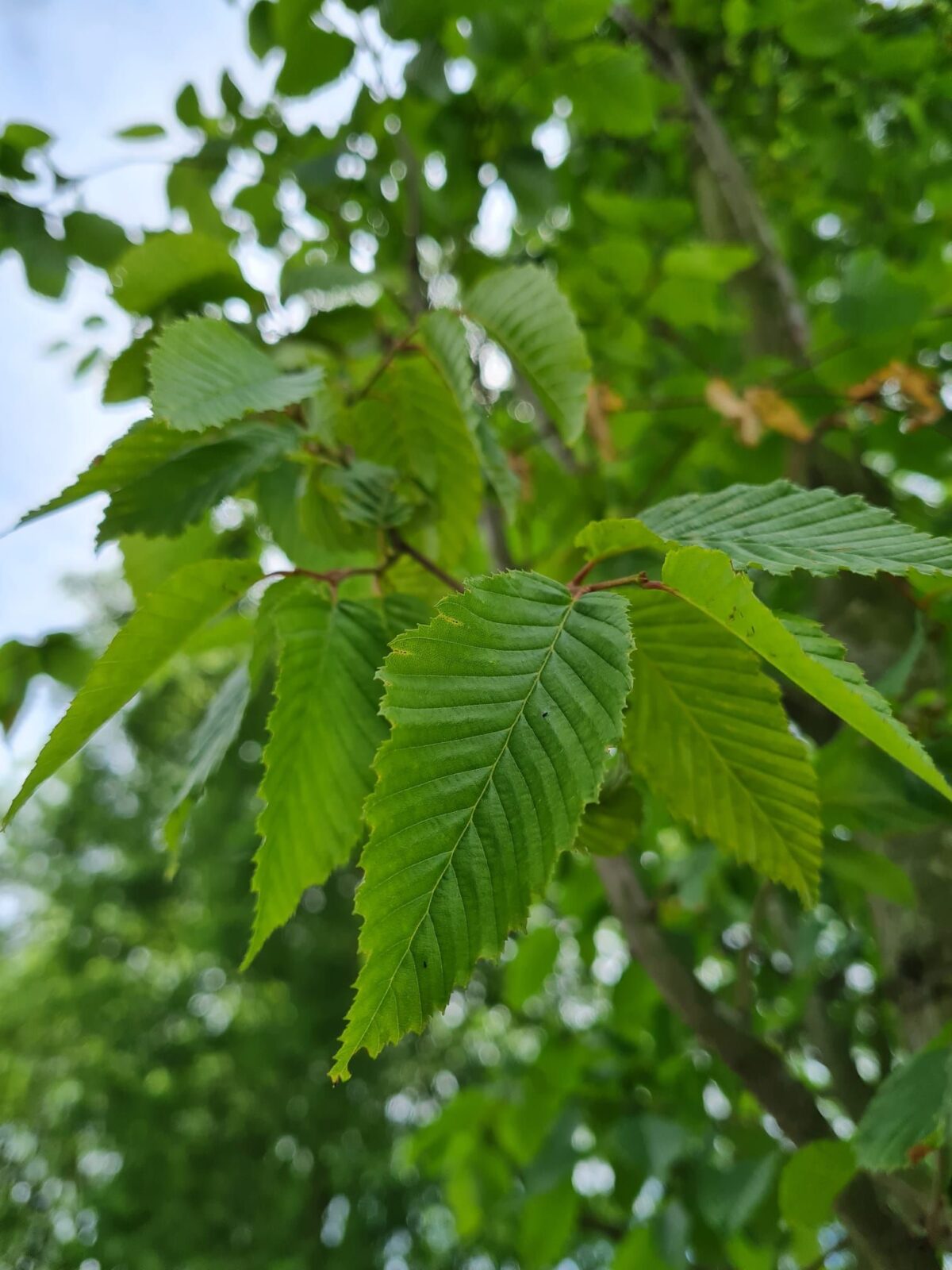 Zuilhaagbeuk 'Frans Fontaine' | Hoogstam