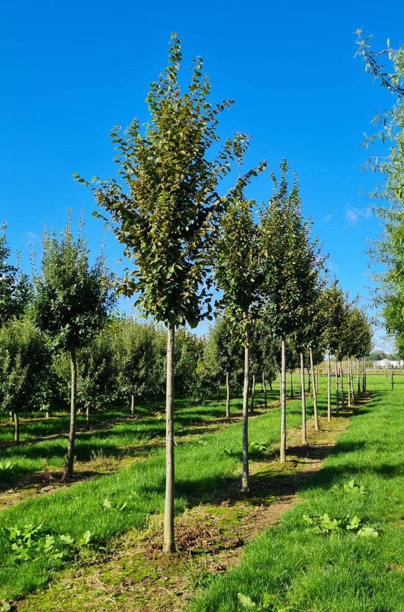 Zuilhaagbeuk 'Frans Fontaine' | Hoogstam