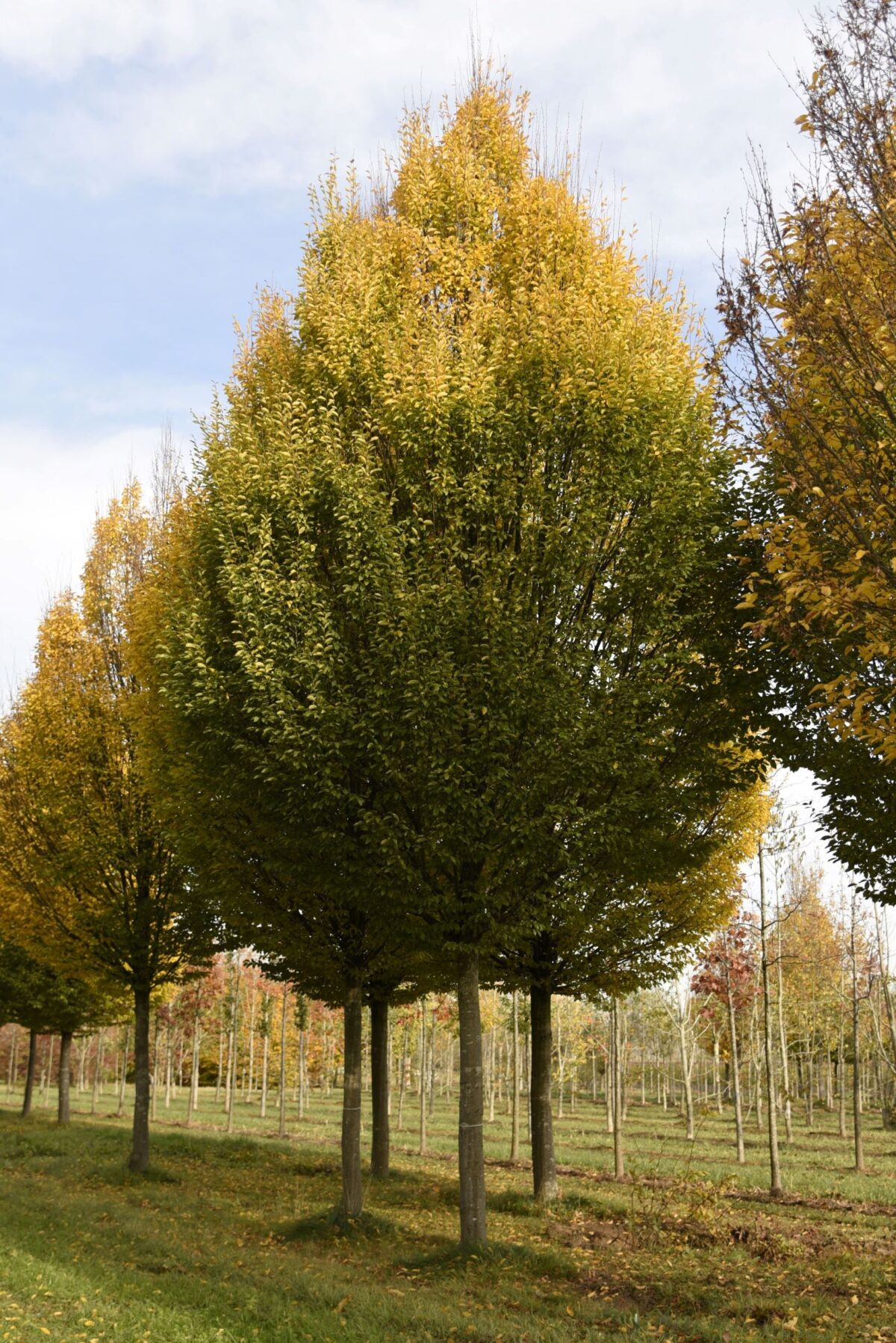 Zuilhaagbeuk | Hoogstam