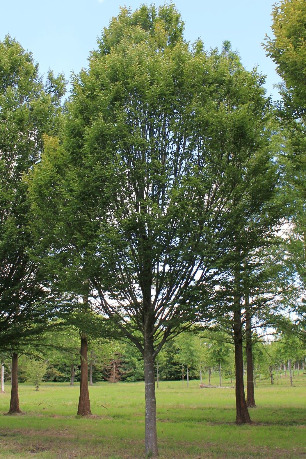 Zuilhaagbeuk | Hoogstam