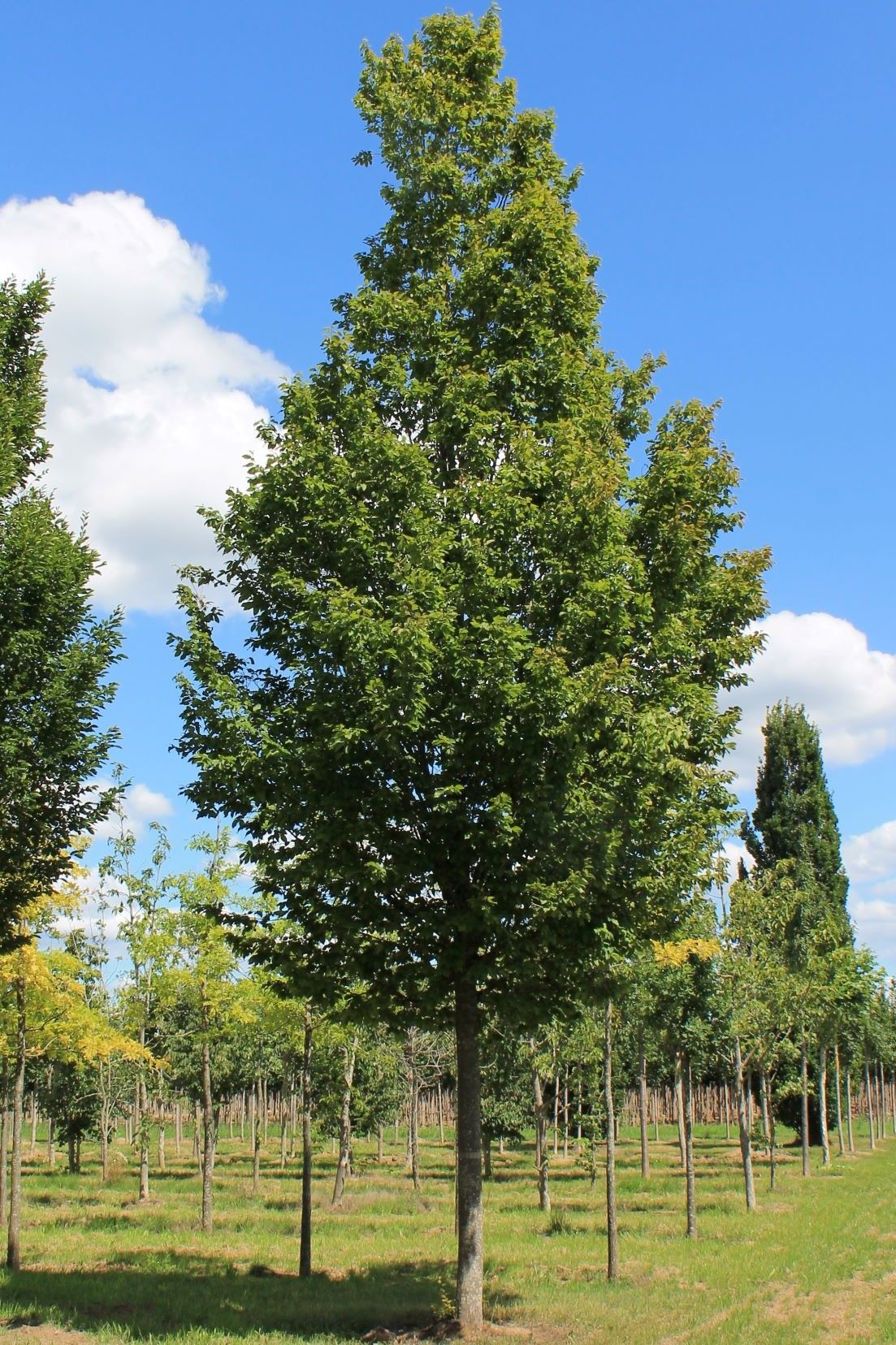 Zuilhaagbeuk | Hoogstam