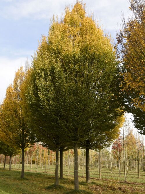 Zuilhaagbeuk | Hoogstam