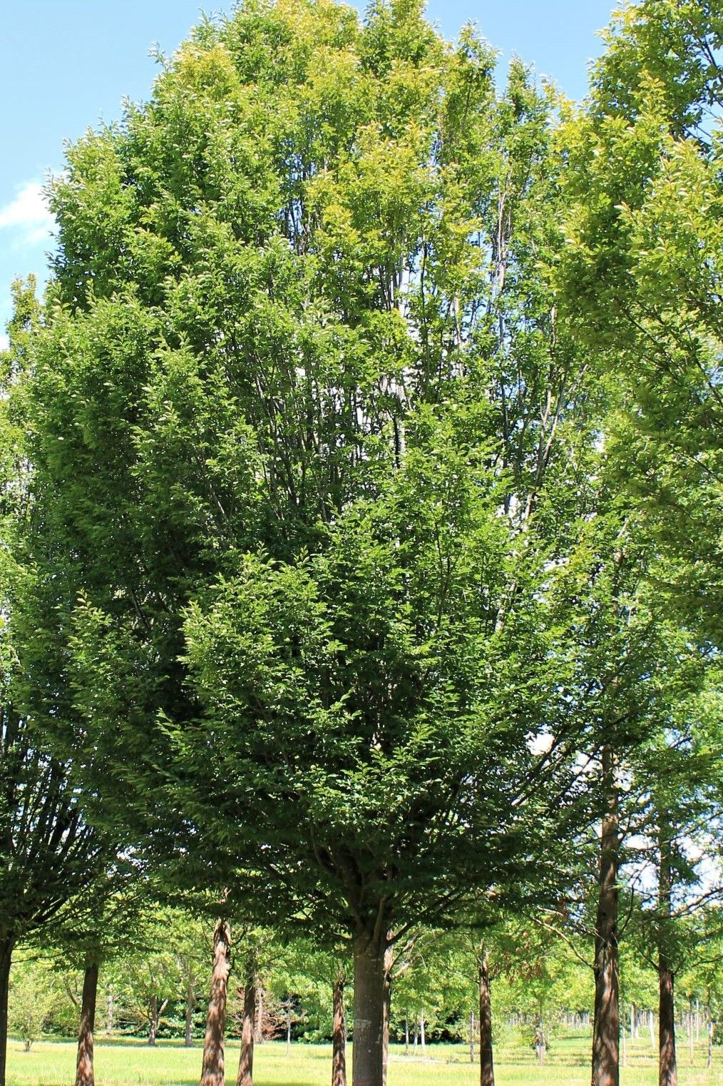 Zuilhaagbeuk | Hoogstam