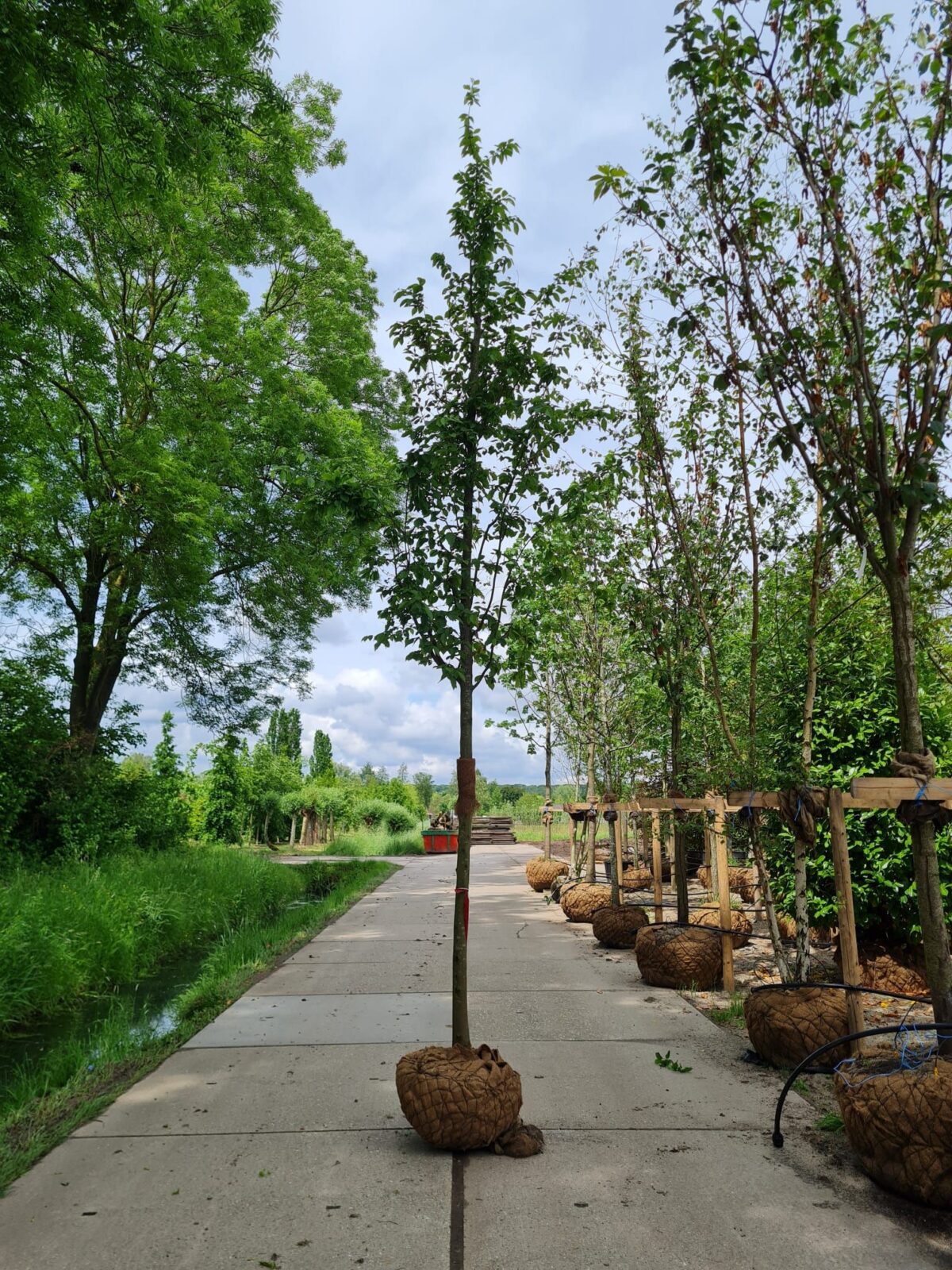 Zuilhaagbeuk 'Frans Fontaine' | Hoogstam