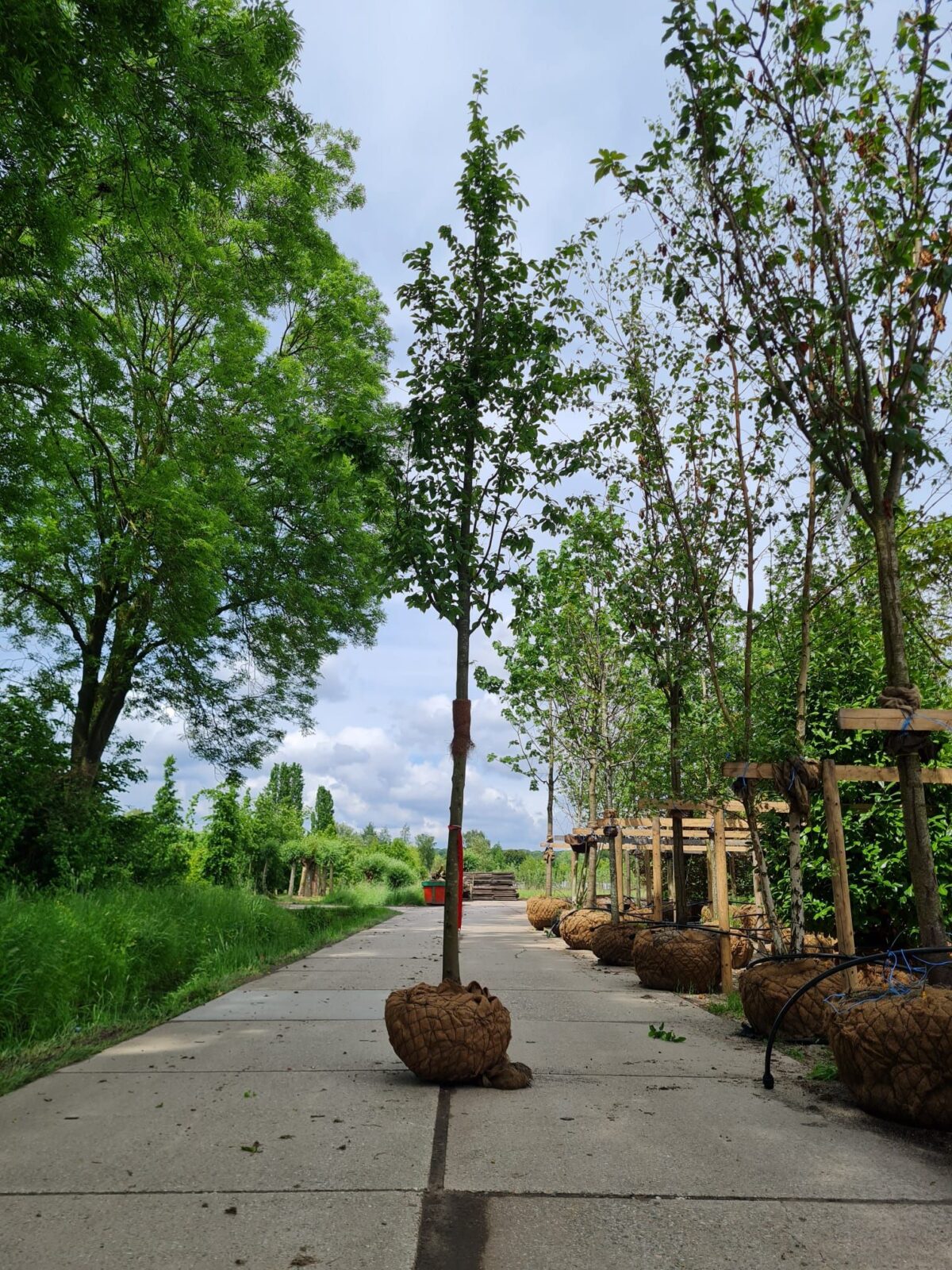 Zuilhaagbeuk 'Frans Fontaine' | Hoogstam