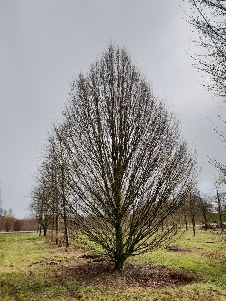 Zuilhaagbeuk | Laagstam