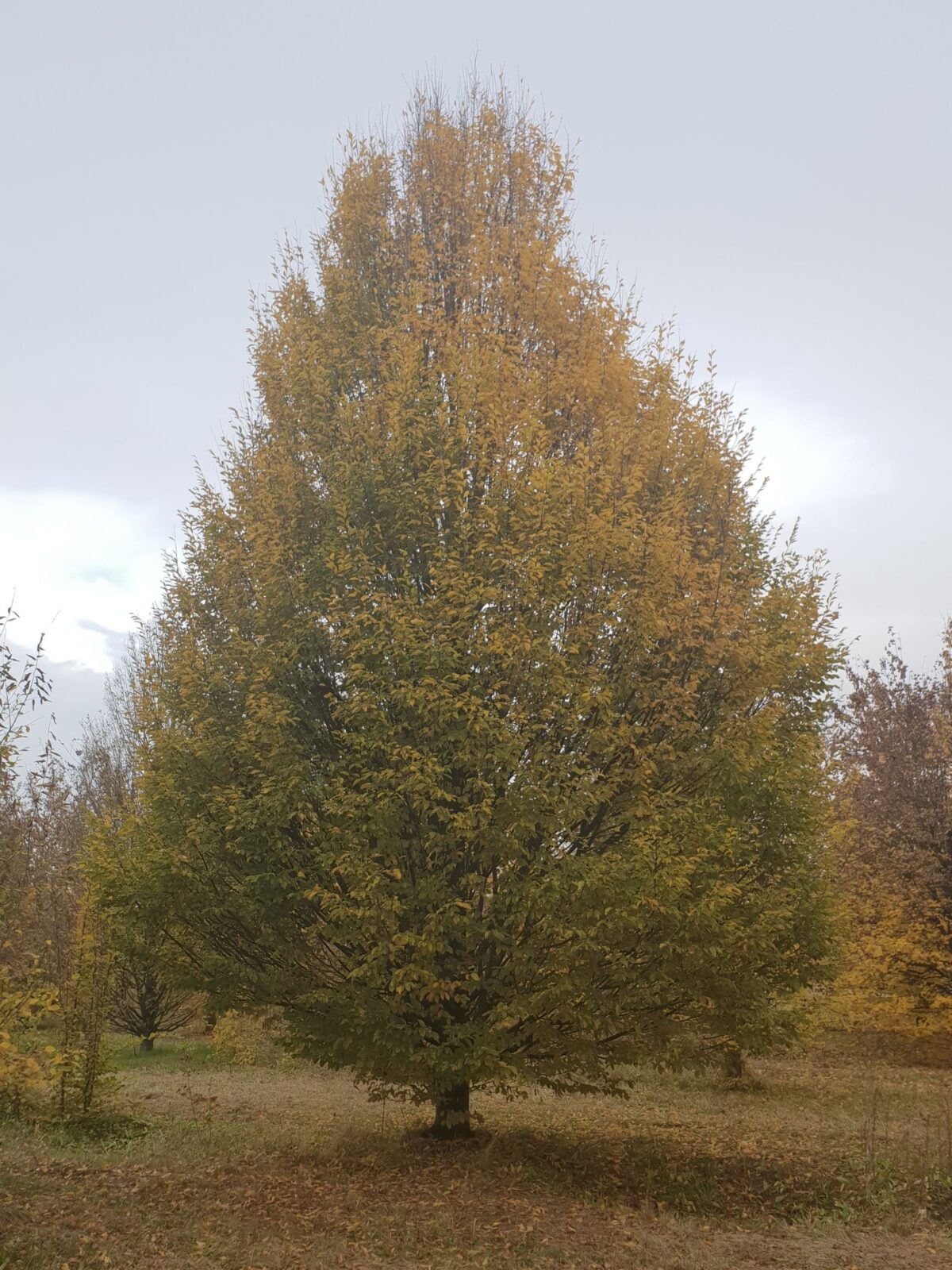 Zuilhaagbeuk | Laagstam