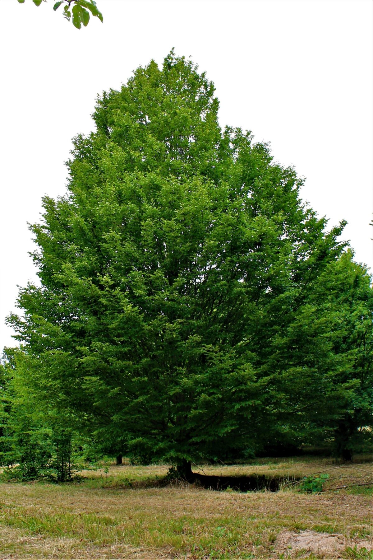 Zuilhaagbeuk | Laagstam