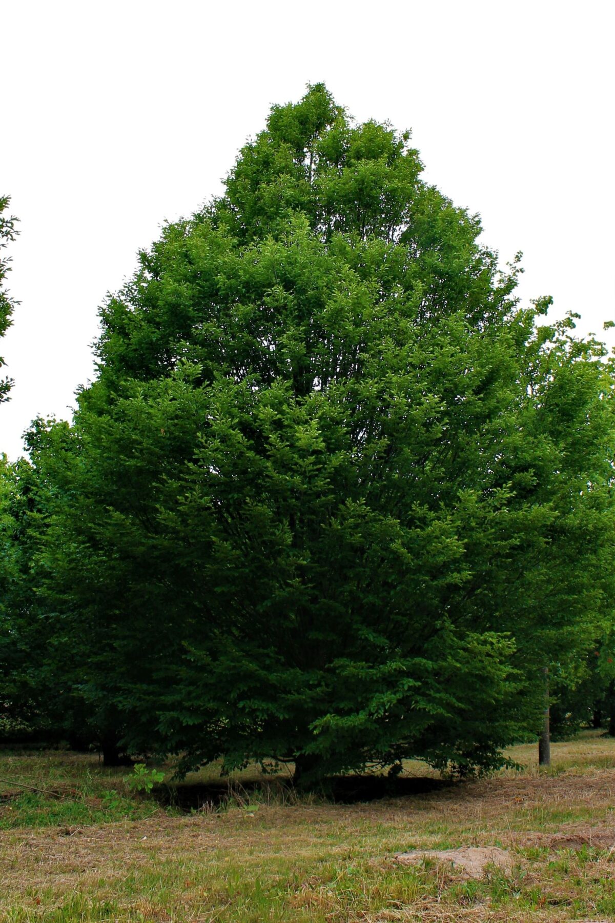 Zuilhaagbeuk | Laagstam