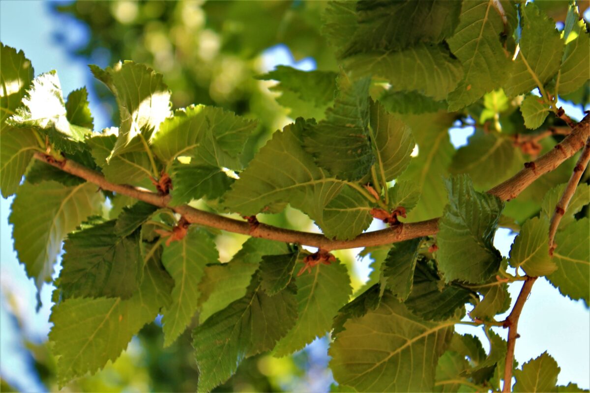 Zuilvormige Iep | Hoogstam