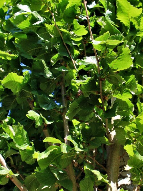 Zuilvormige Iep | Laagstam