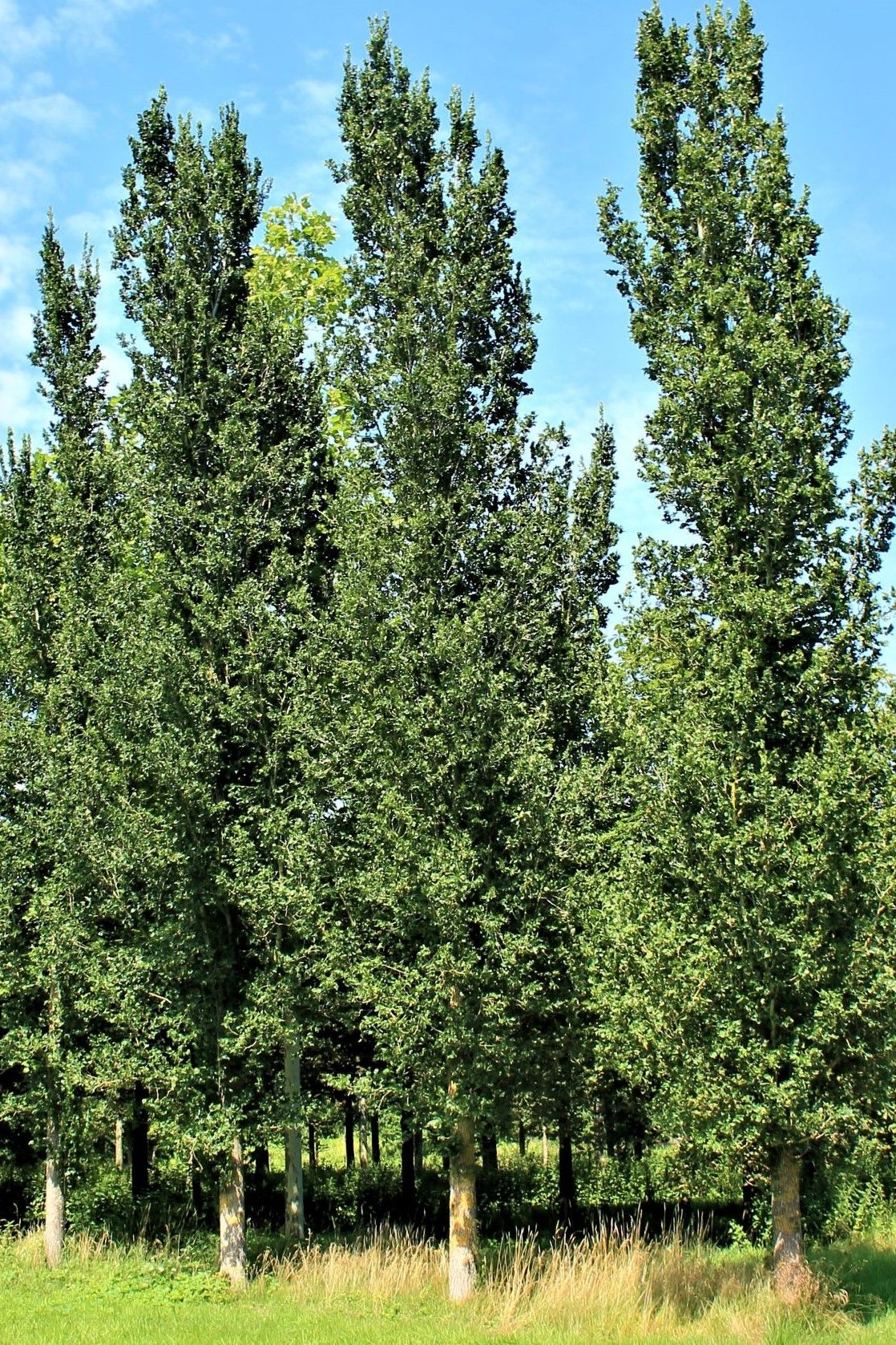 Zuilvormige Iep | Laagstam