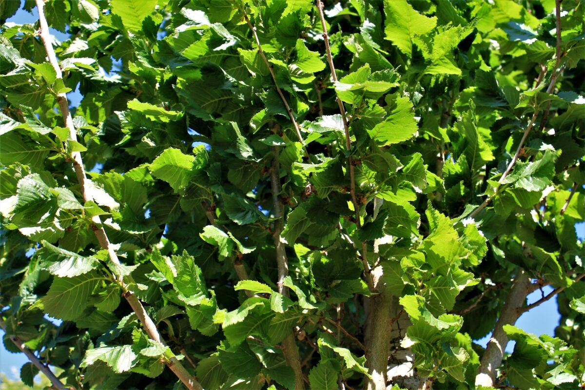 Zuilvormige Iep | Hoogstam